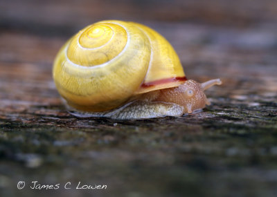 *NEW* snail 