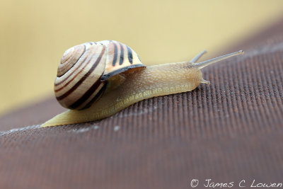 *NEW* snail 