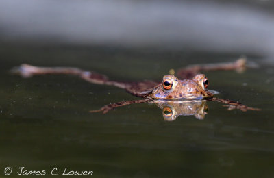 Common Toad