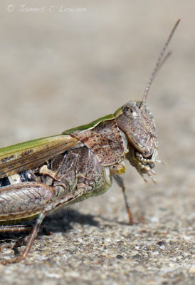 grasshoppers & crickets