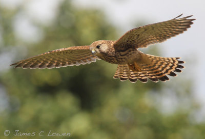 European Kestrel