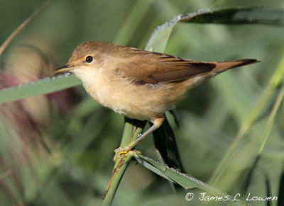 Reed Warbler