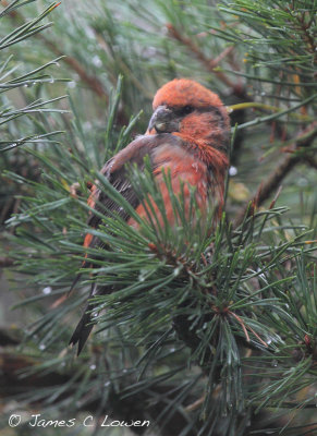 Parrot Crossbill