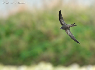 Pallid Swift