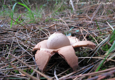 *NEW* Collared Earthstar