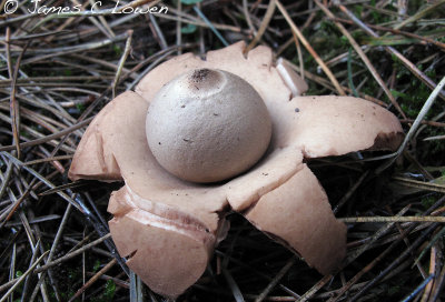 *NEW* Collared Earthstar