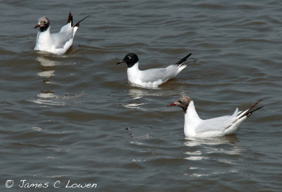 Bonaparte's Gull