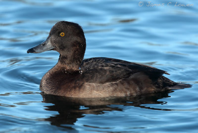 *NEW* Tufted Duck