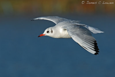 Black-headed Gull