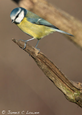 Blue Tit