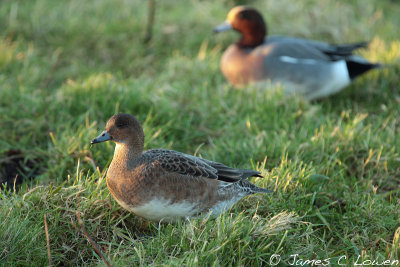 *NEW* Eurasian Wigeon