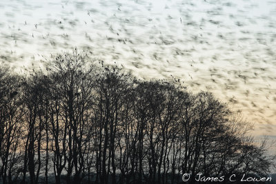 Corvids and starlings