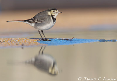 *NEW* Pied Wagtail