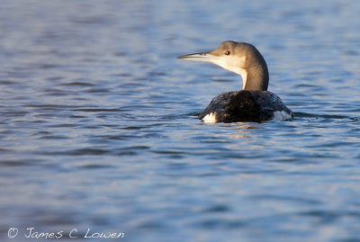 Black-throated Diver