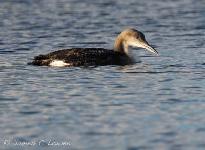 Black-throated Diver