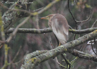 Chinese Pond Heron