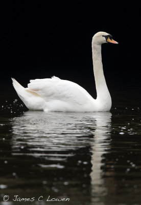 *NEW* Mute Swan