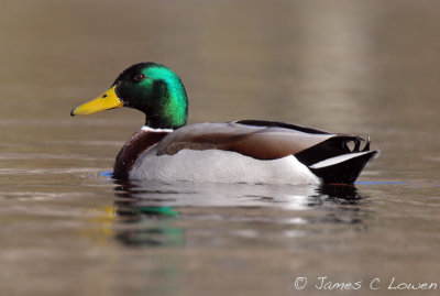 *NEW* Mallard