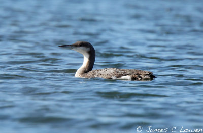 Black-throated Diver
