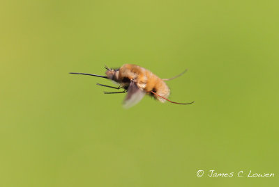 *NEW* Large Bee-Fly