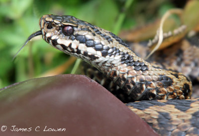Adder