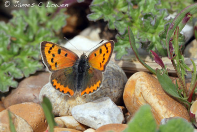 Small Copper