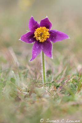 Pasqueflower