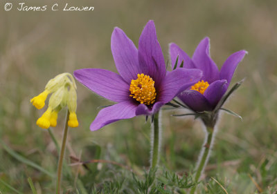 Pasqueflower