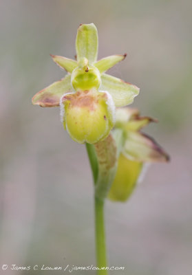 Early Spider Orchid var flavescens