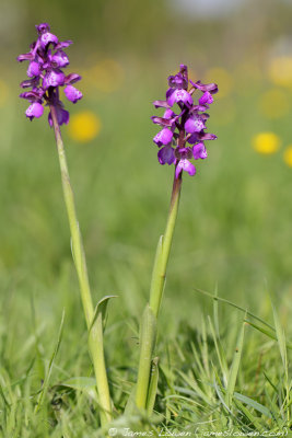 Green-winged Orchid