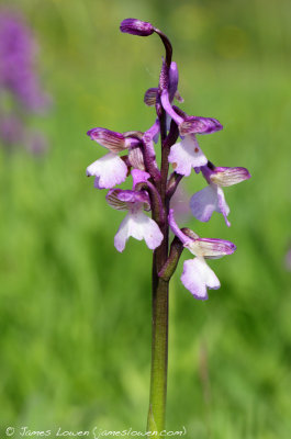 Green-winged Orchid