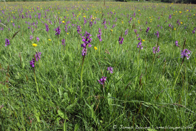 Green-winged Orchid meadow