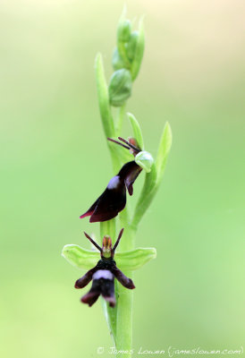 Fly Orchid