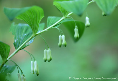 Solomon's Seal