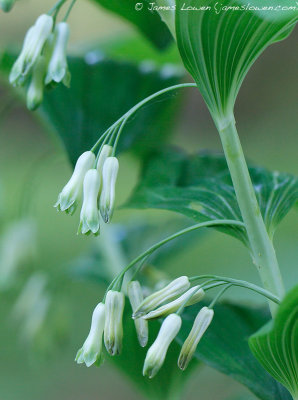 Solomon's Seal