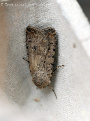 Pale Mottled Willow
