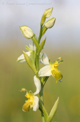 Bee Orchid var chlorantha