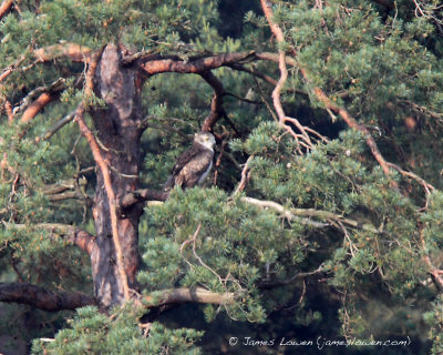 Short-toed Eagle