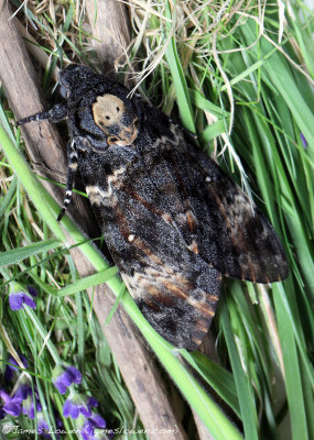Death's-head Hawk-moth