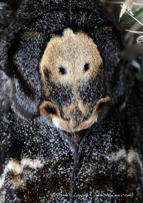 Death's-head Hawk-moth