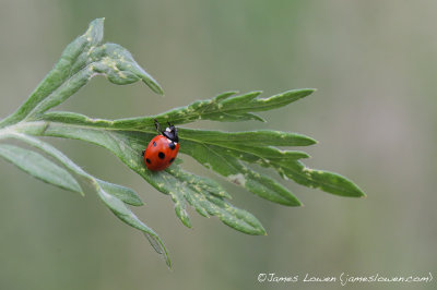 *NEW* 6-spot Ladybird