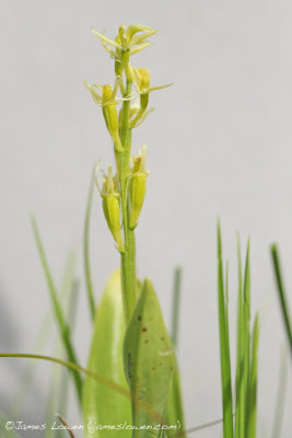 *NEW* Fen Orchid