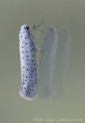 Bird-cherry Ermine