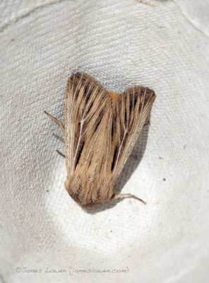 Shoulder-striped Wainscot