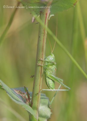 *NEW* Great Green Bush-cricket