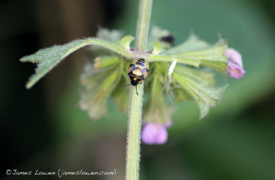 *NEW* Pied Shieldbug