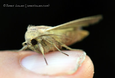 Shoulder-striped Wainscot