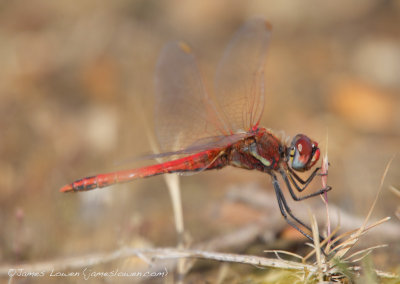 Red-veined Darter