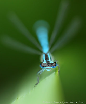 *NEW* Azure Damselfly