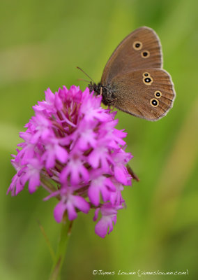 Ringlet